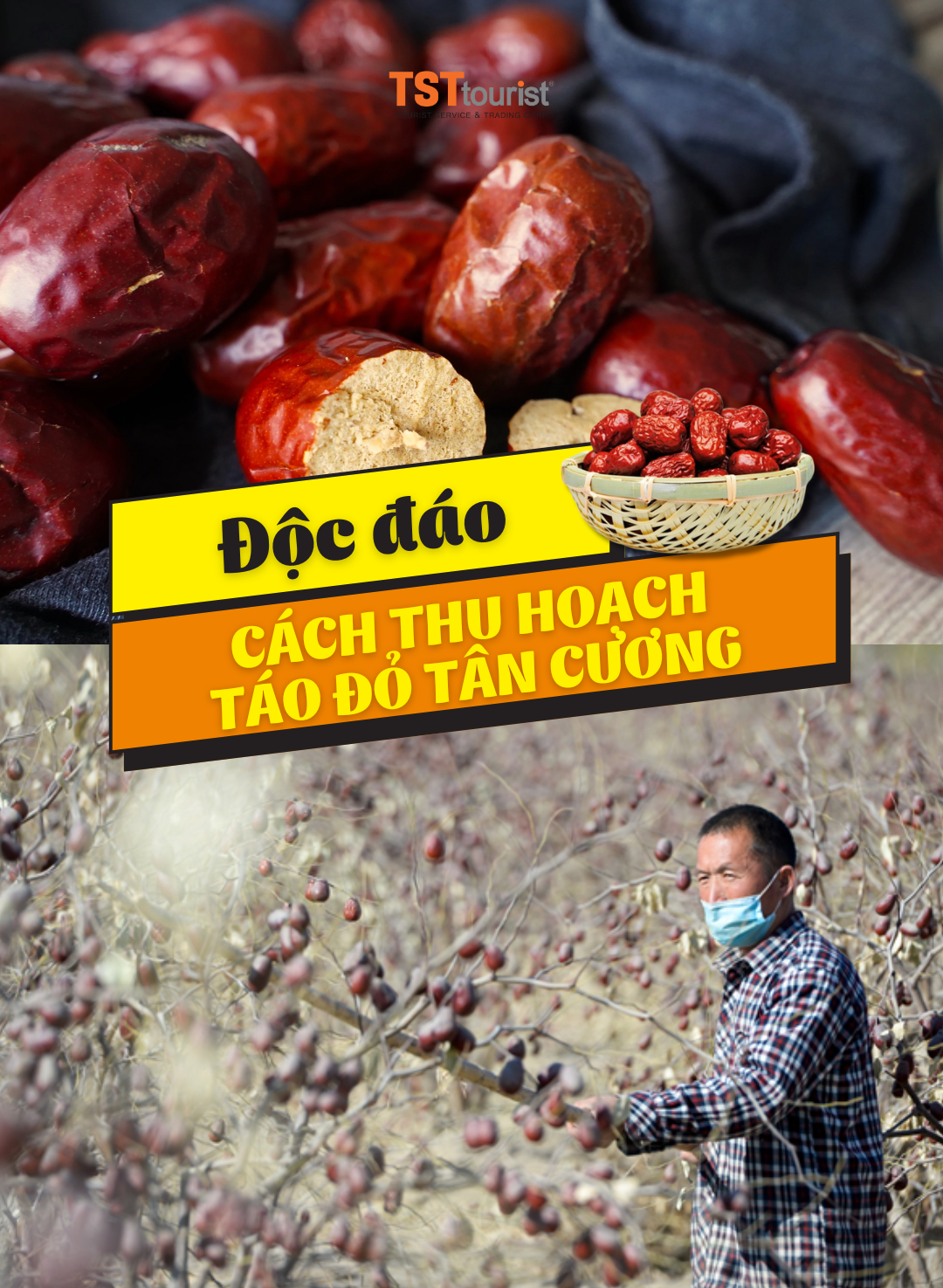 ĐỘC - LẠ CÁCH NGƯỜI TÂN CƯƠNG THU HOẠCH TÁO