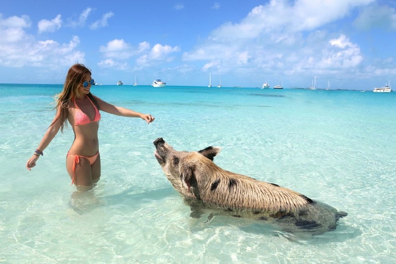 Hòn đảo nơi lợn biết bơi ra biển xin ăn