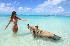Hòn đảo nơi lợn biết bơi ra biển xin ăn