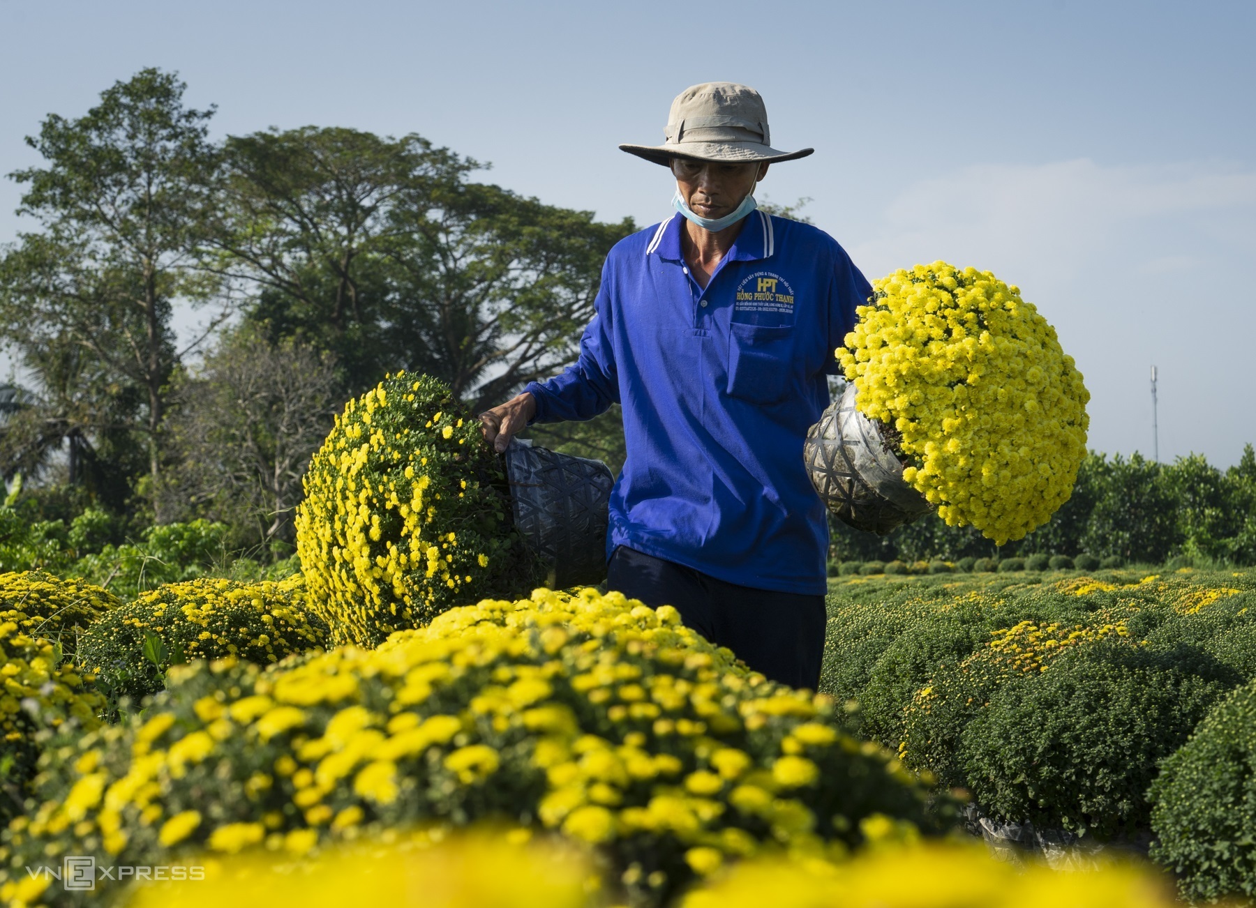 Thương lái sẽ vận chuyển hết hoa tới các thành phố lớn như TP HCM, Biên Hòa, Hà Nội, Hải Phòng… Ảnh: Huỳnh Phương