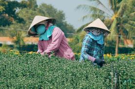 Cánh đồng 'hoa của sự sung túc' ở Tiền Giang bung nụ, chờ đón Tết Nguyên đán