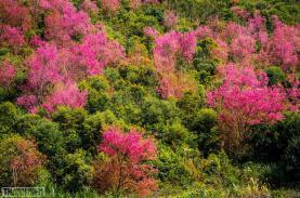 Đào rừng khoe sắc rực rỡ đầu xuân