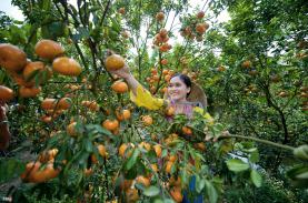 'Thủ phủ quýt hồng' lớn nhất miền Tây