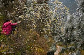 Cao nguyên đá Đồng Văn trong băng giá
