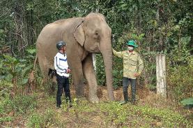 AAF hỗ trợ Đắk Lắk 2 triệu USD để chấm dứt cưỡi voi
