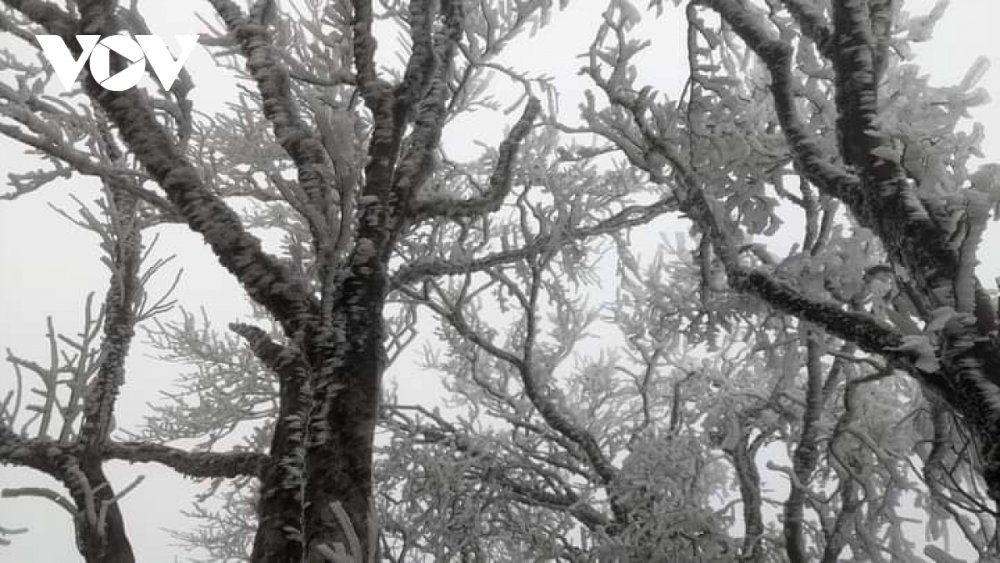 TSTtourist-bang-gia-tren-dinh-phja-oac-cao-bang-thu-hut-hang-nghin-luot-nguoi-toi-chiem-nguong-2