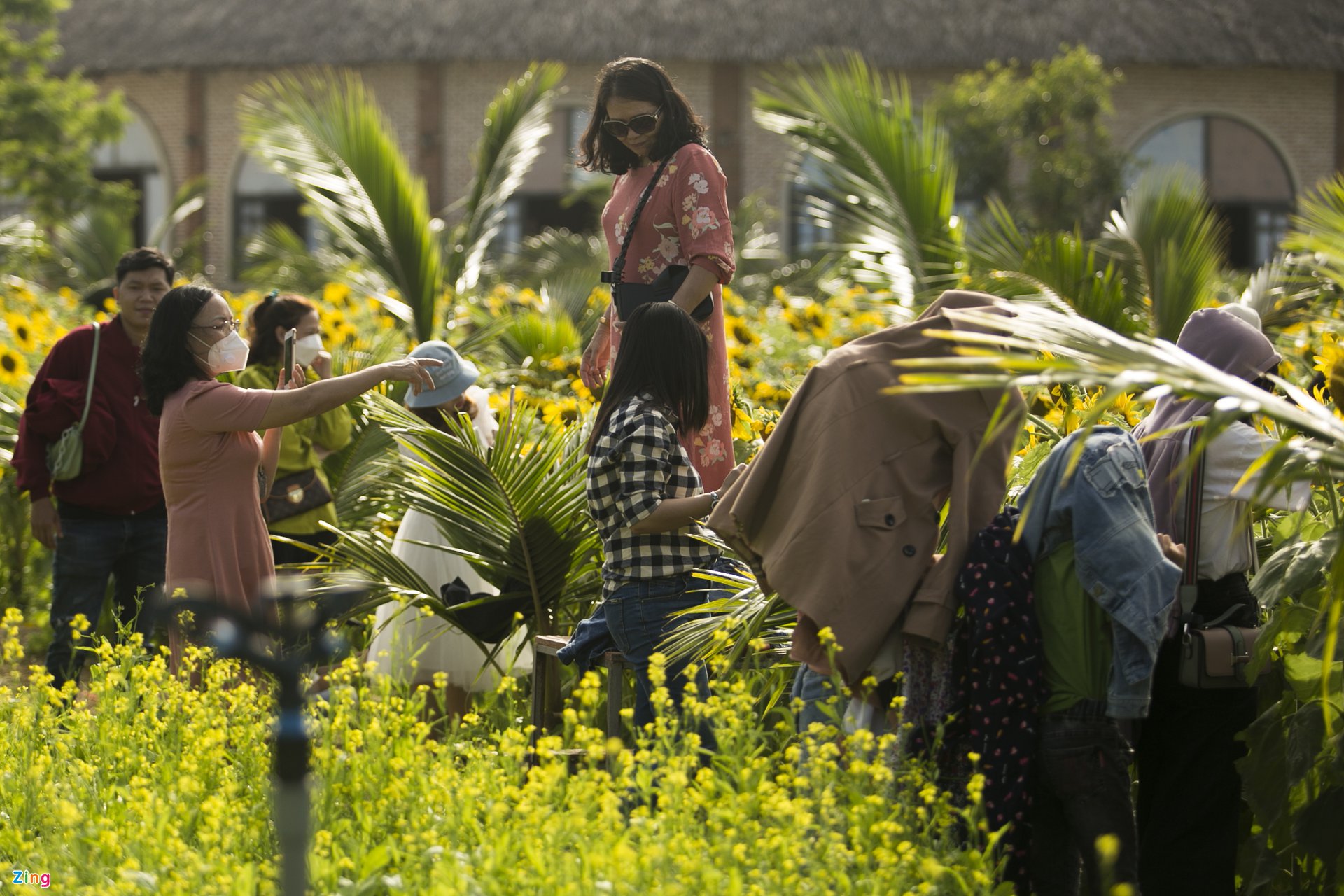 TSTtourist-vuon-hoa-huong-duong-moi-o-phu-yen-hut-khach-5