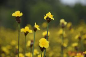 Đánh thức Tràm Chim