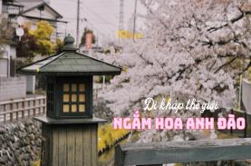 Mùa hoa anh đào nở trên khắp thế giới vào mùa nào?