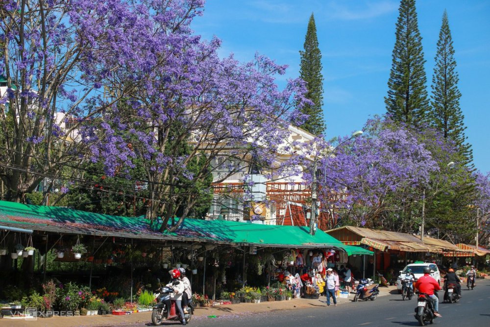 TSTtourist-cac-diem-ngam-phuong-tim-o-da-lat-1