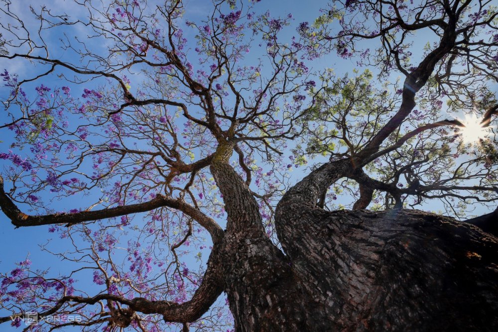 TSTtourist-cac-diem-ngam-phuong-tim-o-da-lat-2