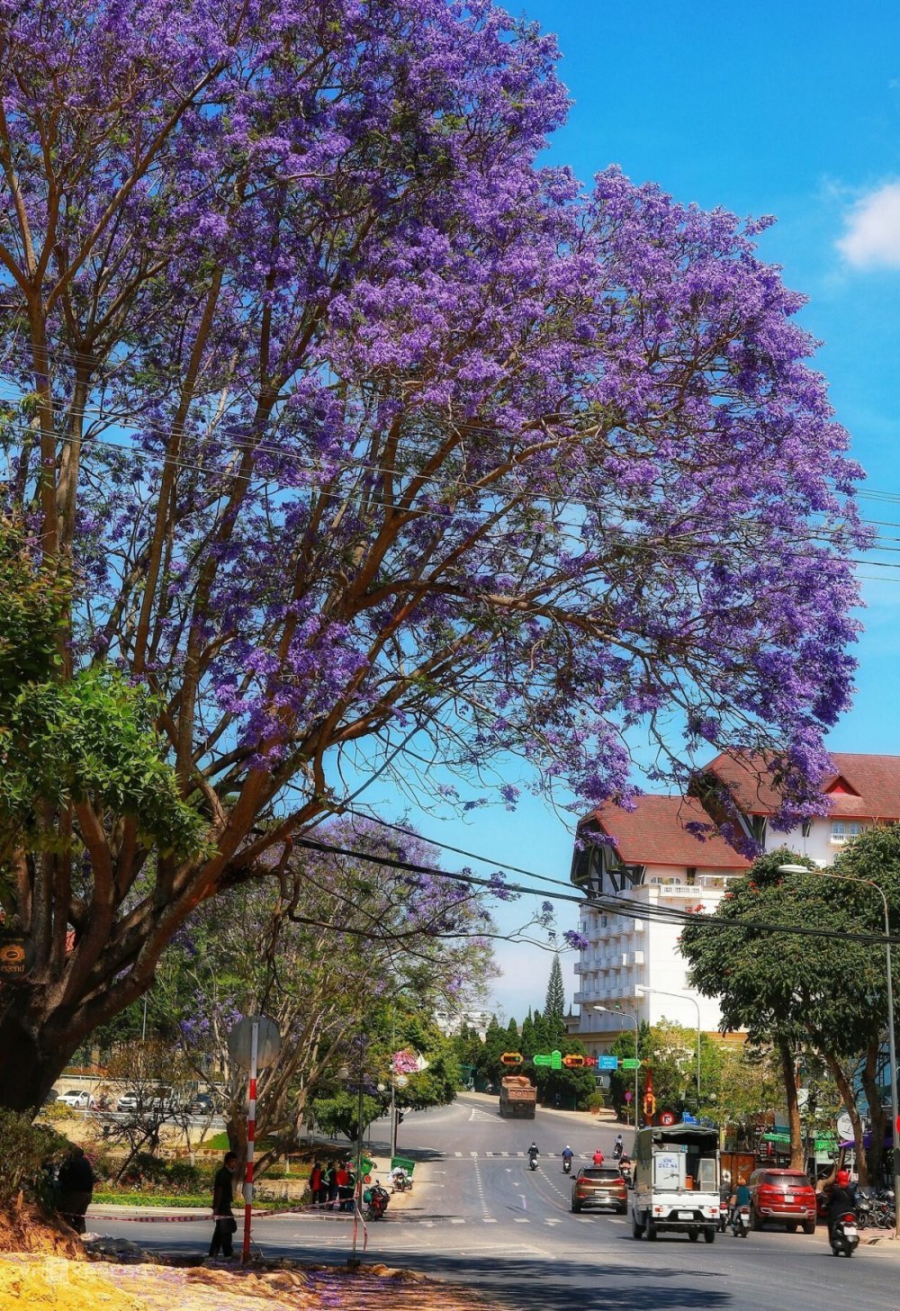 TSTtourist-cac-diem-ngam-phuong-tim-o-da-lat-3