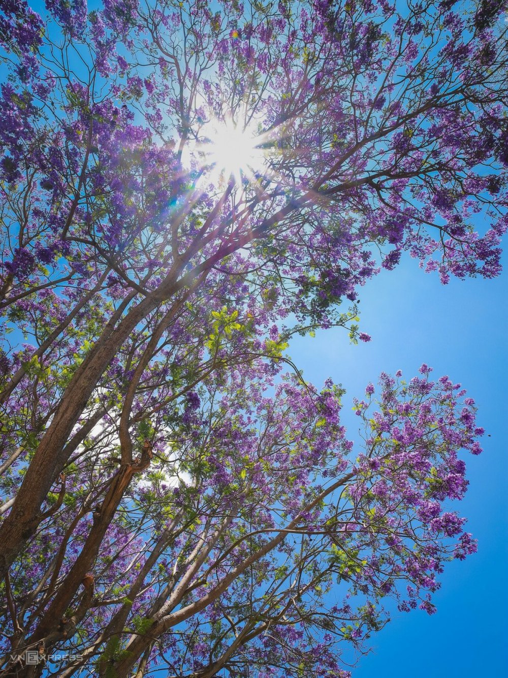 TSTtourist-cac-diem-ngam-phuong-tim-o-da-lat-4