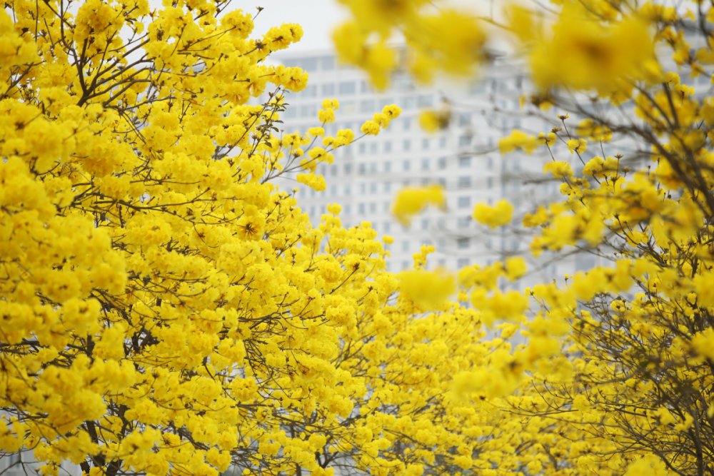 TSTtourist-hoa-gao-va-phong-linh-bung-no-o-ha-noi-6