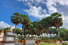 Đẹp nao lòng ngôi chùa cổ Sóc Trăng với vườn thốt nốt trăm năm tuổi