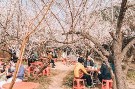 Mùa hoa anh đào ở Hàn Quốc của du học sinh Việt