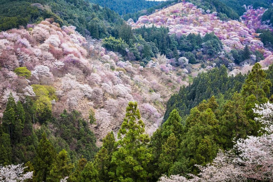 5 điểm ngắm hoa anh đào đẹp ở Nhật Bản