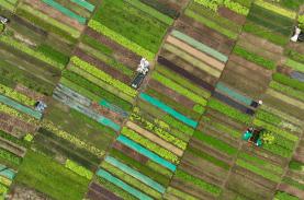 Làng rau rực rỡ ở Hội An thu hút khách Tây