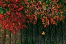 Điểm đến trong nước ngập sắc hoa dịp hè