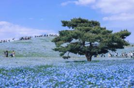 Hoa ‘tình yêu bé nhỏ’ bừng nở tại công viên Hitachi, Nhật Bản