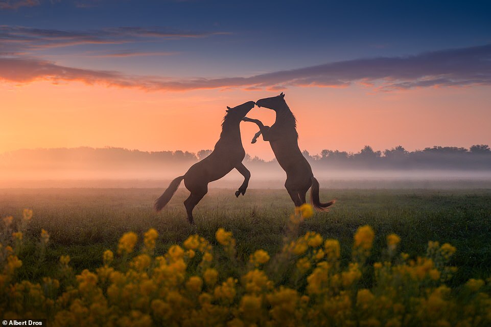 TSTtourist-ve-dep-than-tien-mua-xuan-ha-lan-3