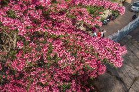 Phượng hồng khoe sắc trên phố núi Đà Lạt