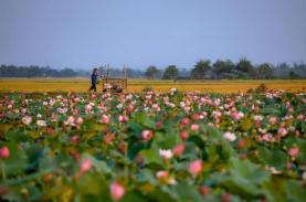 'Thương nhớ' một mùa sen về trên Cố đô Huế