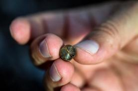 Uống cà phê phân voi ở Thái Lan