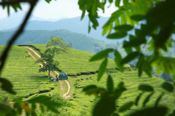 Hành trình tìm màu xanh trên đường xuyên Việt