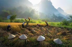 Vẻ đẹp nên thơ mùa lúa vàng Phong Nậm