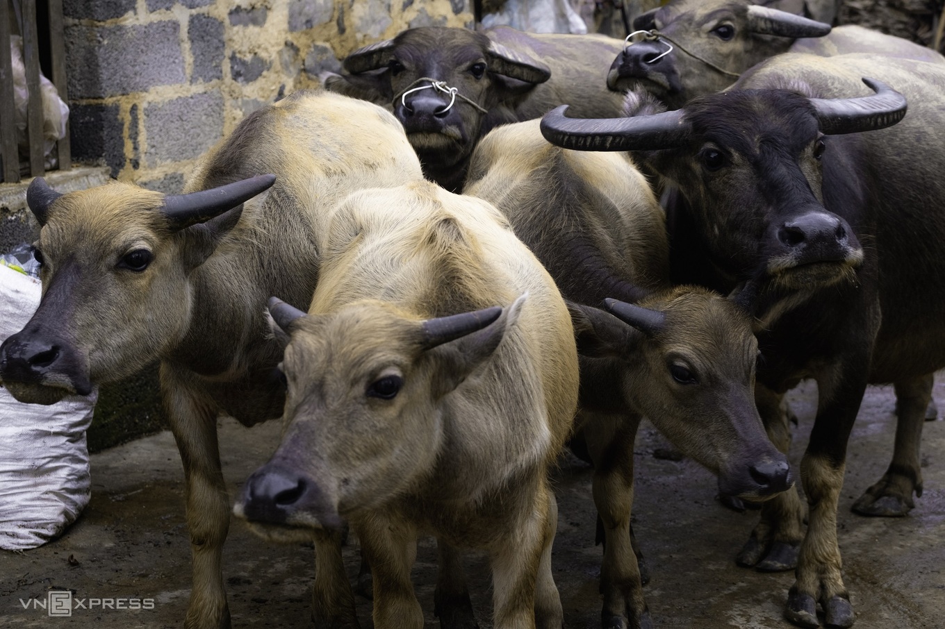 TSTtourist-nhip-song-o-lang-da-co-na-vi-9