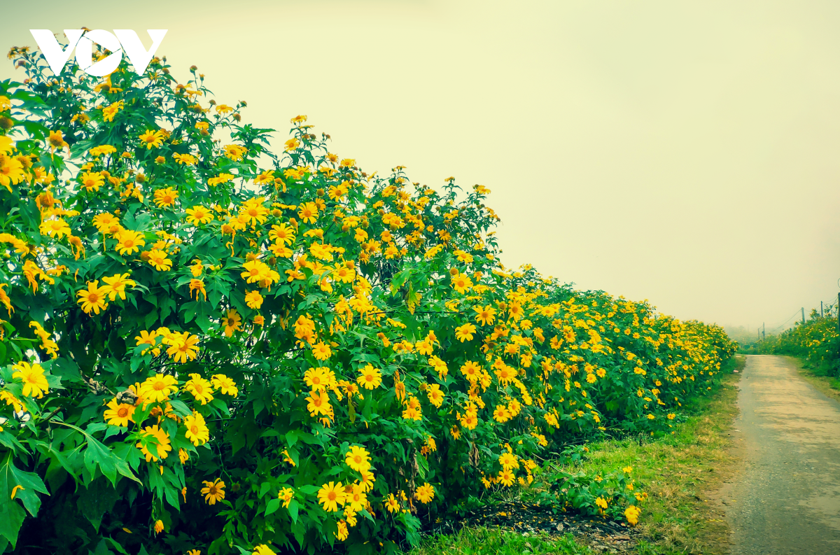 TSTtourist-sin-suoi-ho-ban-du-lich-cong-dong-nguyen-so-va-yen-binh-3