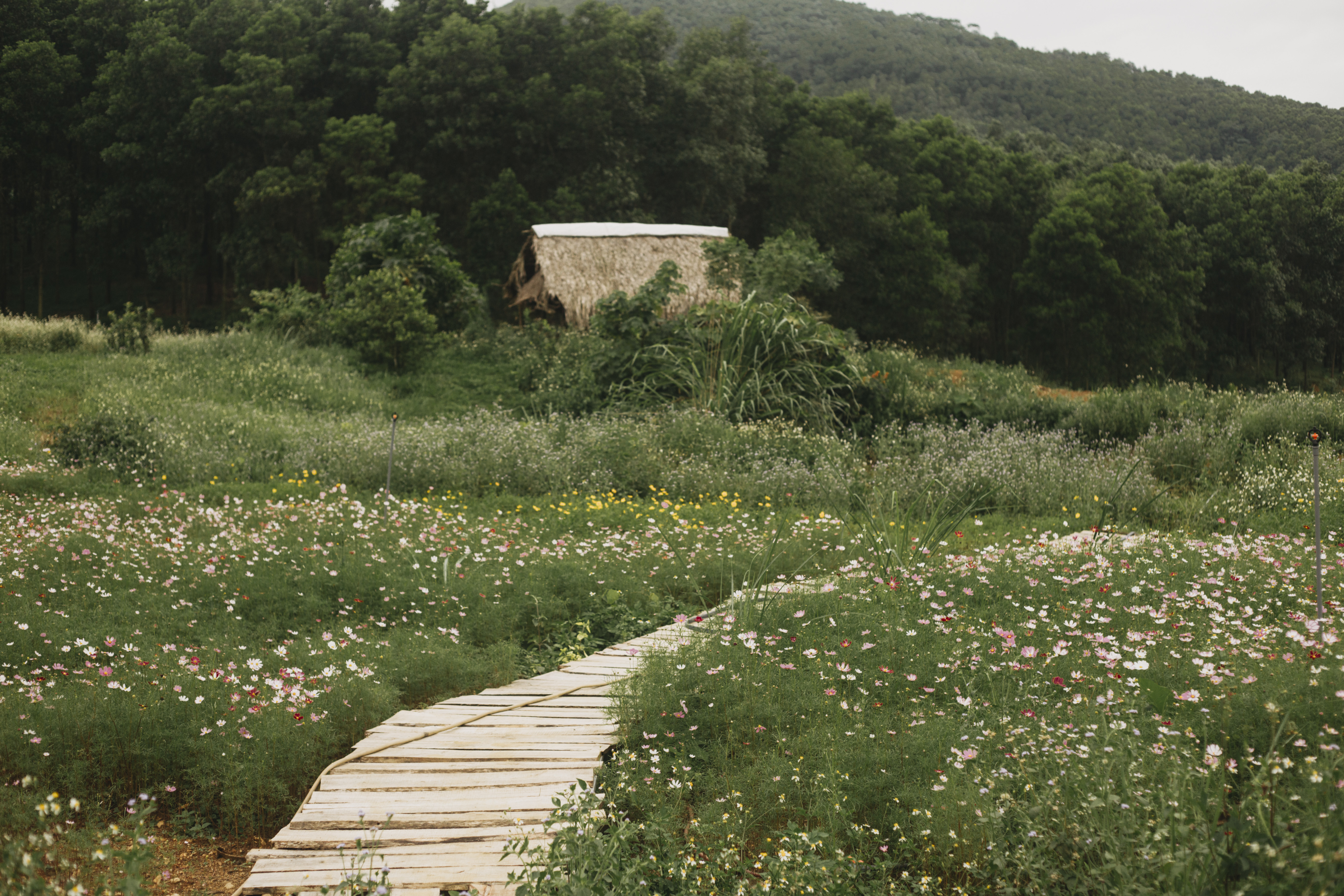 TSTtourist-vo-chong-thanh-hoa-bo-pho-ve-ngon-doi-khong-dien-luoi-lam-ngoi-nha-dep-nhu-homestay-da-lat-7