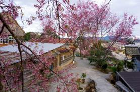 5 mùa đặc biệt ở Đà Lạt cuối năm