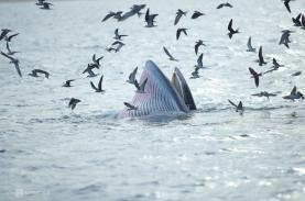 Du khách chiêm ngưỡng cá voi xanh ở biển Đề Gi