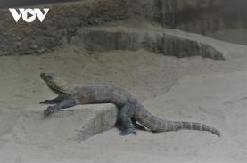 Indonesia phải nhượng bộ cộng đồng du lịch tại Vườn quốc gia Komodo