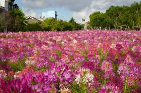 Cánh đồng hoa tuý điệp giữa trung tâm Đà Lạt