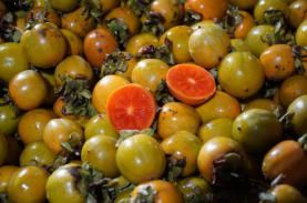 Hồng không hạt - sản vật trên cao nguyên đá