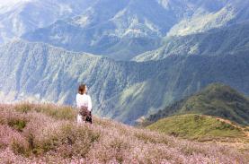 Lên 'nóc nhà Yên Bái' ngắm hoa chi pâu