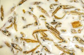 Kem cá khô, sâu bướm ở Nam Phi