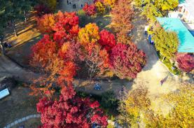 Lịch dự báo mùa lá đỏ, lá vàng rực rỡ nhất tại Hàn Quốc 2019