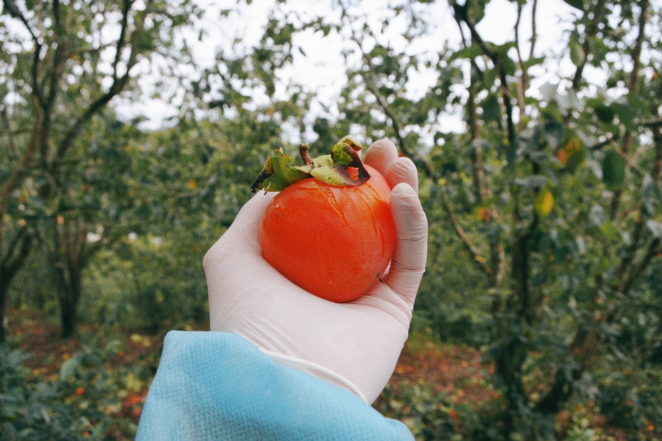 TSTtourist-mua-hong-giua-troi-thu-da-lat-7