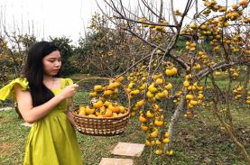 Mùa hồng trên cao nguyên Mộc Châu