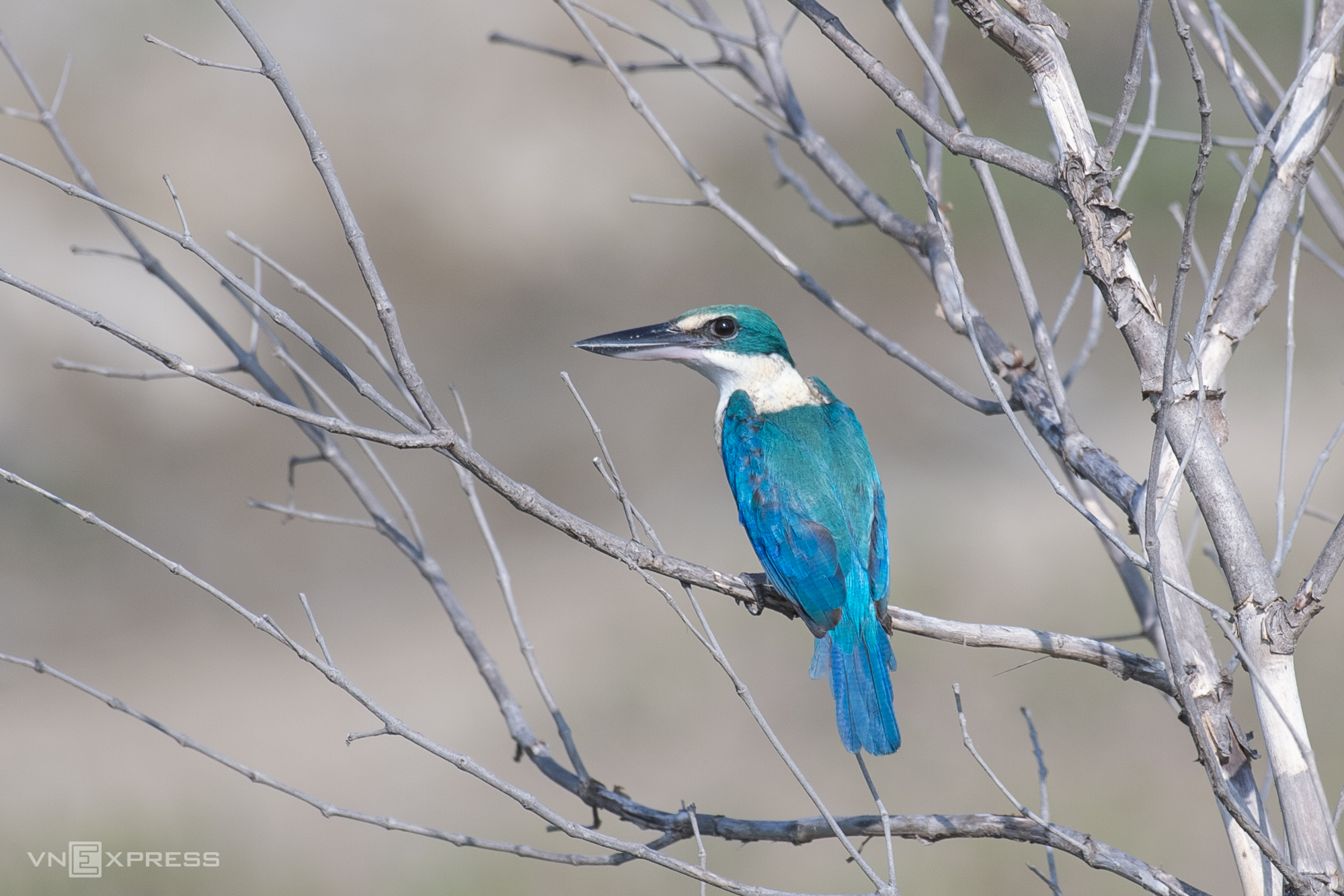 TSTtourist-can-gio-san-ga-cua-nhung-loai-chim-di-cu-1