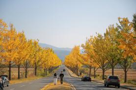 10 ngày săn thu Hàn Quốc của du khách Việt