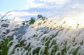 Bãi lau ven đê hút người dân tới chụp ảnh