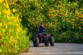 Gia Lai mùa hoa dã quỳ