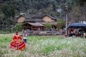 'Nhà của Pao' mùa hoa tam giác mạch