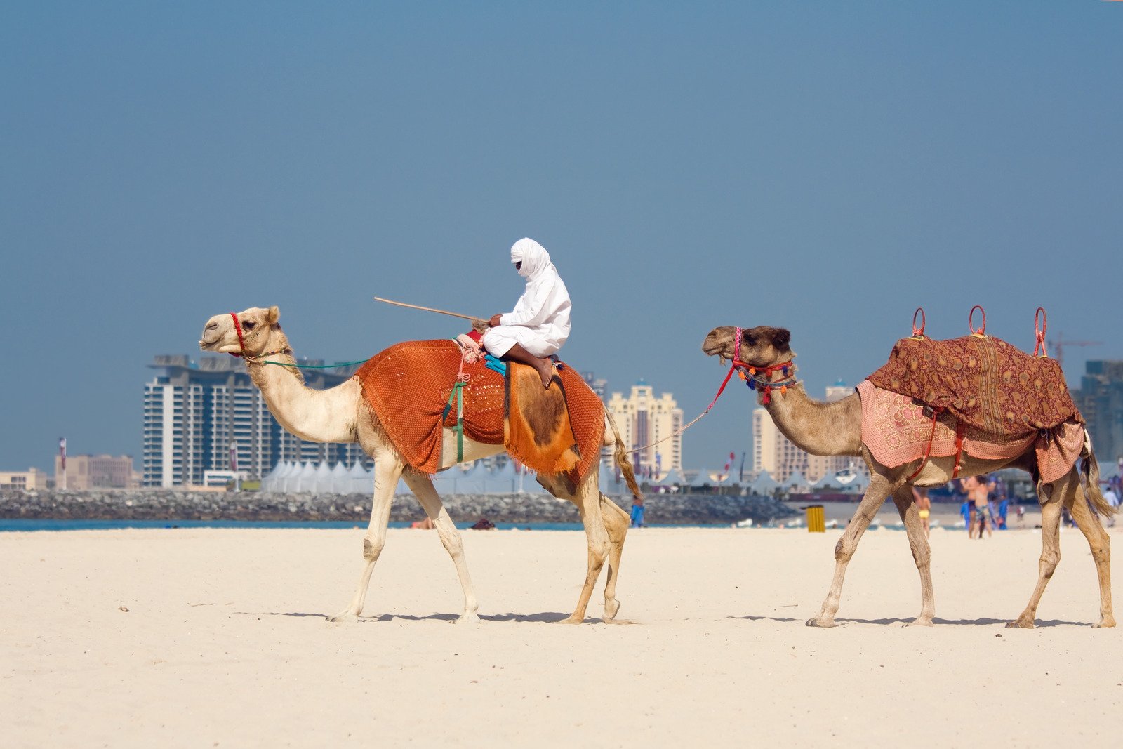 Cưỡi lạc đà là một trong những trải nghiệm hấp dẫn của chuyến du lịch Dubai