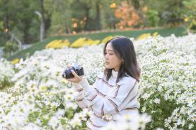 Thung lũng cúc họa mi giữa rừng thông ở Quảng Ninh